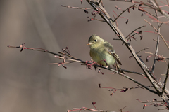 Empidonax difficilis