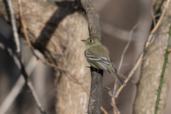 Empidonax difficilis