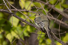 Empidonax difficilis