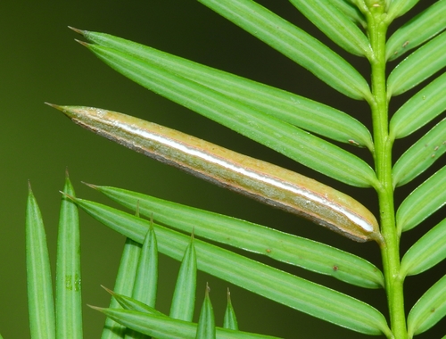 Rogerpetersonia torreyae