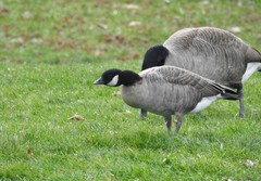 Branta hutchinsii