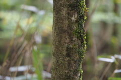 Carpinus tschonoskii