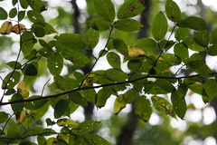 Carpinus tschonoskii