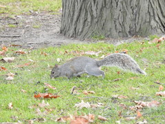 Sciurus carolinensis