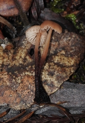 Mycetinis copelandii