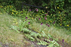 Cirsium purpuratum