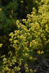 Galium densiflorum