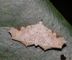 Prolophota trigonifera