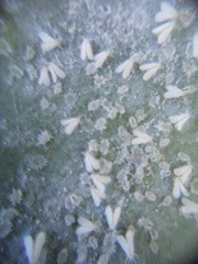 Trialeurodes asplenii