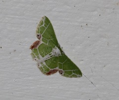 Protuliocnemis castalaria