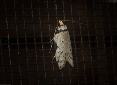 Philobota transversella