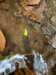 Desmognathus amphileucus