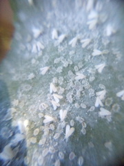 Trialeurodes asplenii