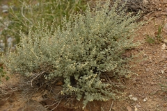 Artemisia rutifolia