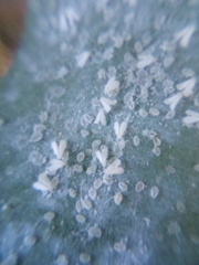 Trialeurodes asplenii