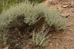 Artemisia rutifolia