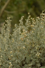 Artemisia rutifolia