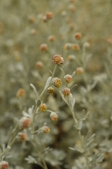 Artemisia rutifolia