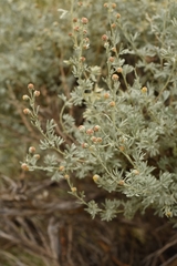 Artemisia rutifolia