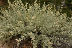 Artemisia rutifolia