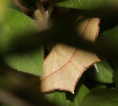 Timandra convectaria
