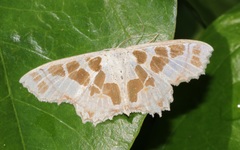 Scopula divisaria