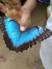 Morpho helenor peleides