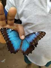 Morpho helenor peleides