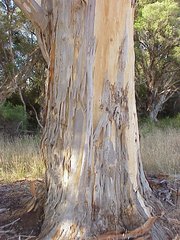 Eucalyptus diversicolor