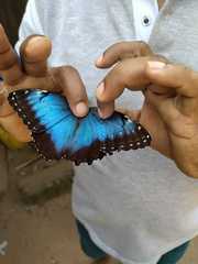 Morpho helenor peleides
