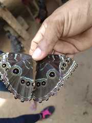 Morpho helenor peleides