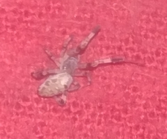 Zosis geniculata