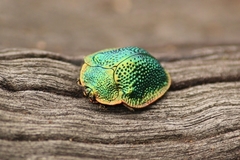 Polychalca punctatissima