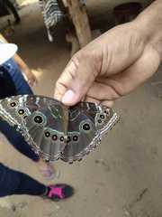 Morpho helenor peleides