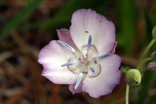 Naked mariposa lily (Calochortus nudus)