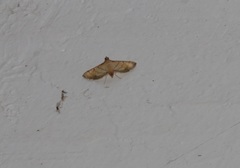 Cnaphalocrocis