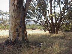 Eucalyptus diversicolor