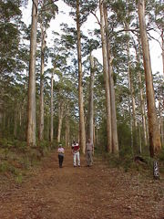 Eucalyptus diversicolor