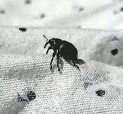 Mesoptiliinae
