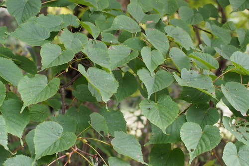 Japanese lime