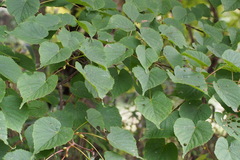 Tilia japonica