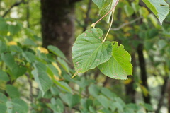 Tilia japonica