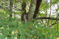 Tilia japonica