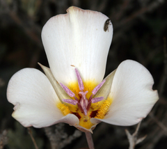 Calochortus panamintensis