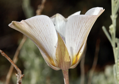Calochortus panamintensis