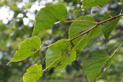 Tilia japonica