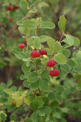 Lonicera microphylla