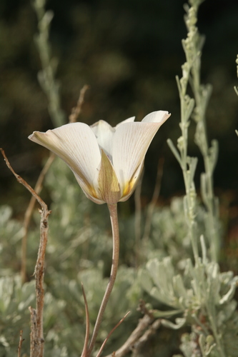 Image of Calochortus panamintensis by (c) Steve Matson, some rights reserved (CC BY)