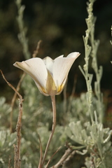 Calochortus panamintensis