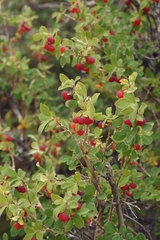 Lonicera microphylla
